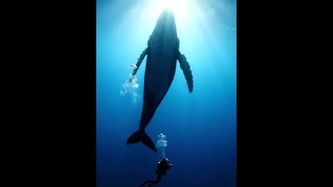 色情網站 - 深蓝星球：探索海洋深处的未知世界